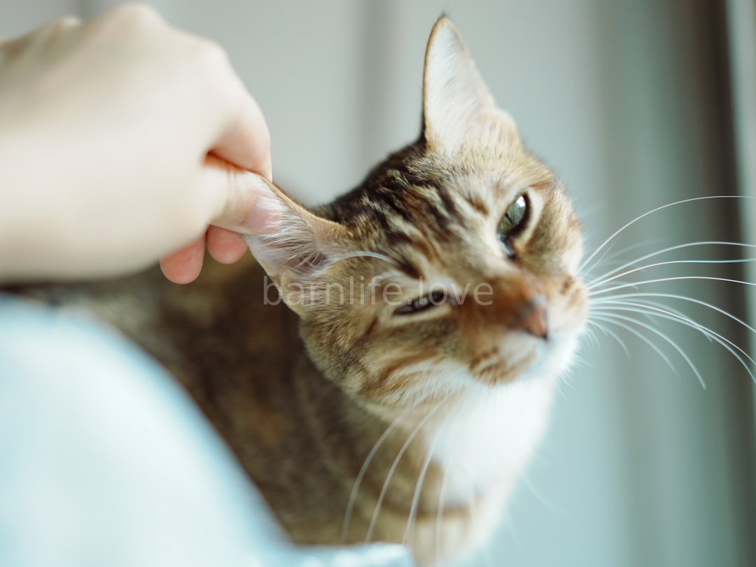 Companion Animals