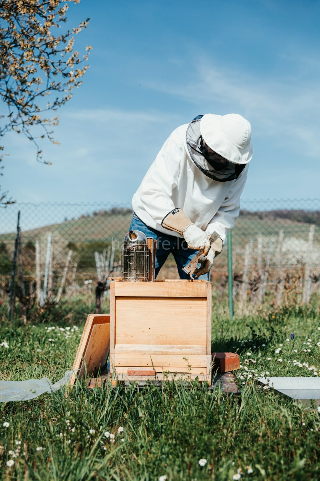 Beekeeper at work