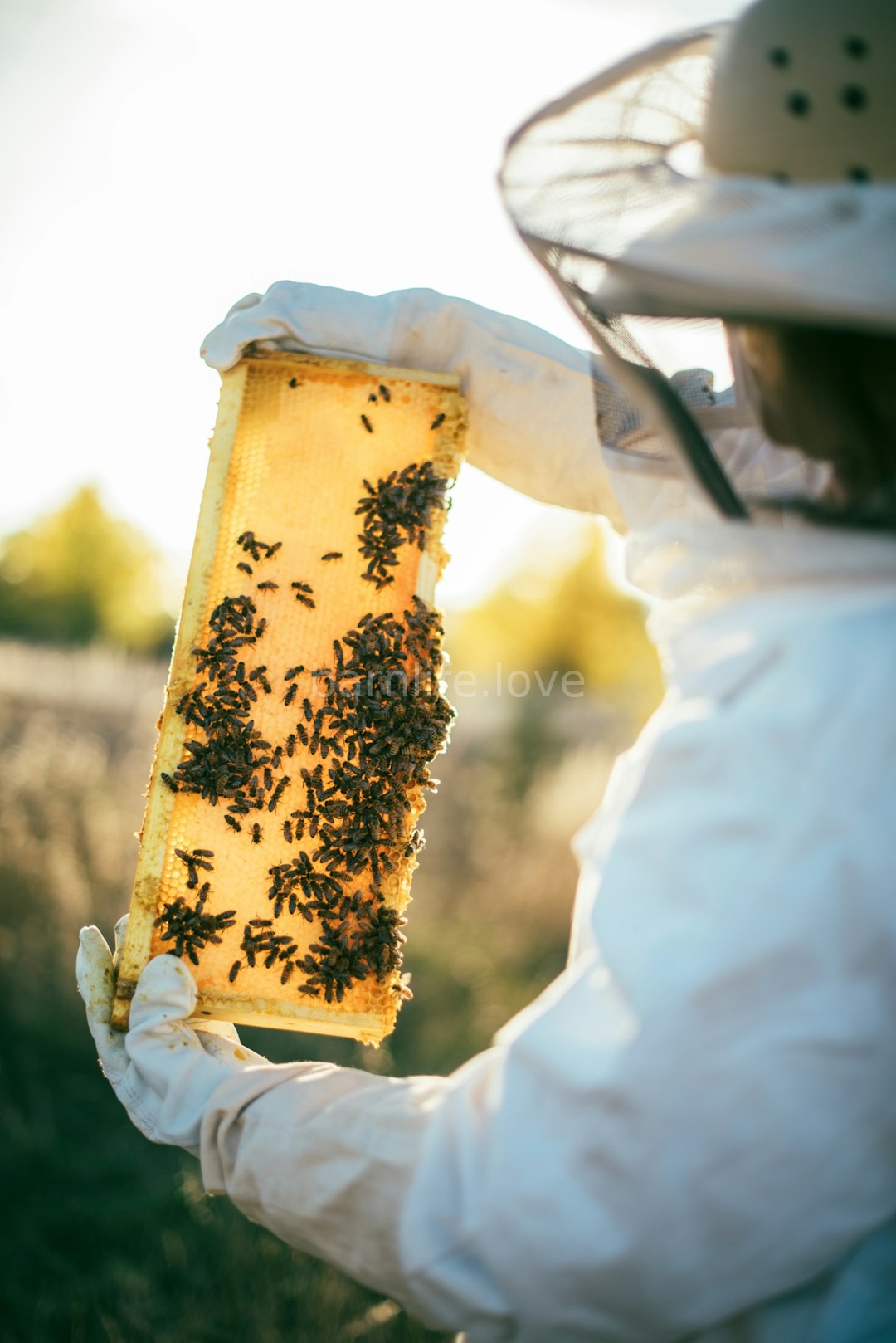 Pollinator Gardens