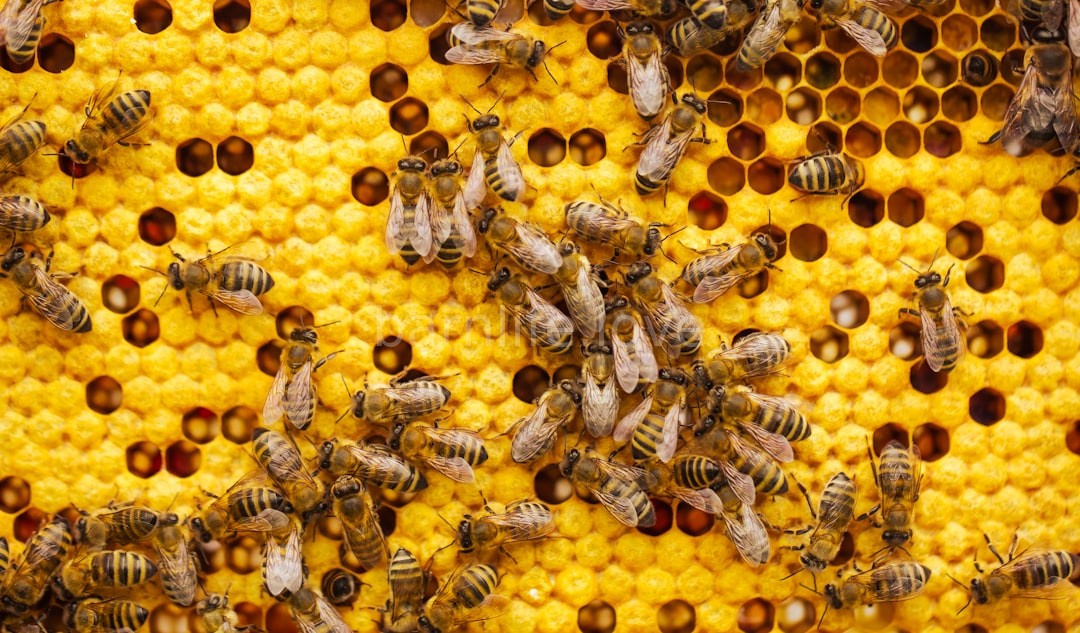 Hive Life