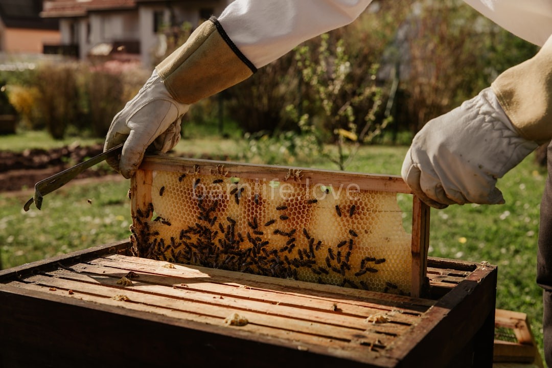 Hive Consult