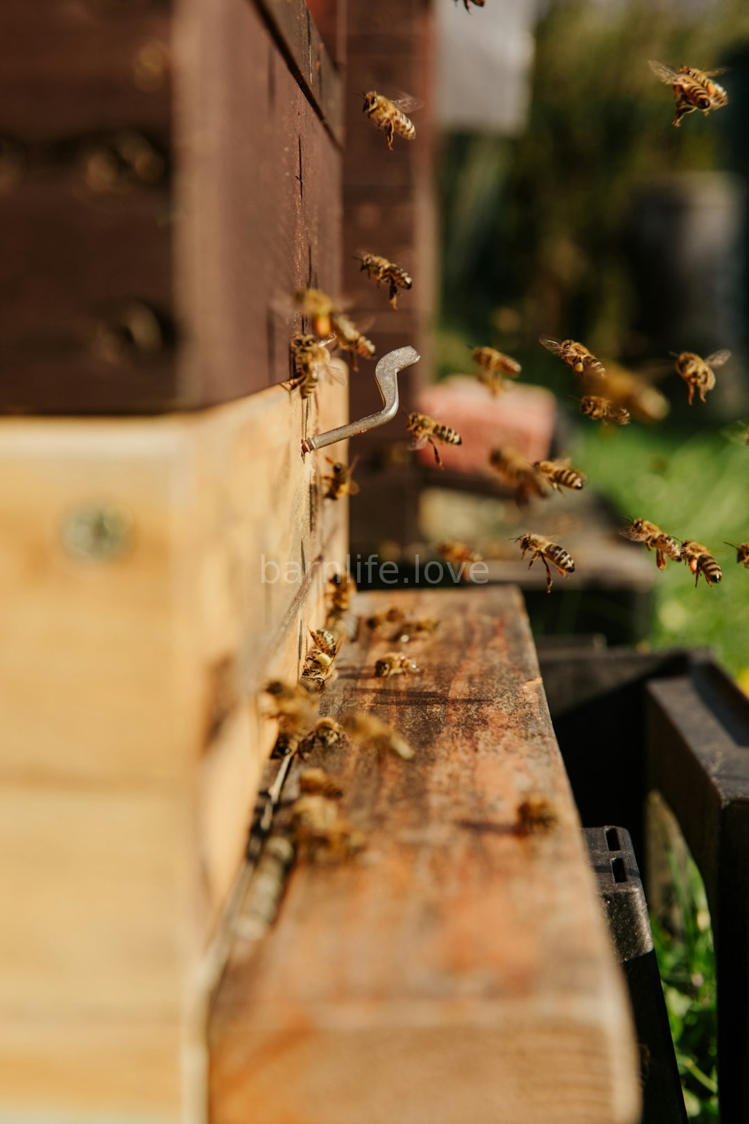 Honey Detail