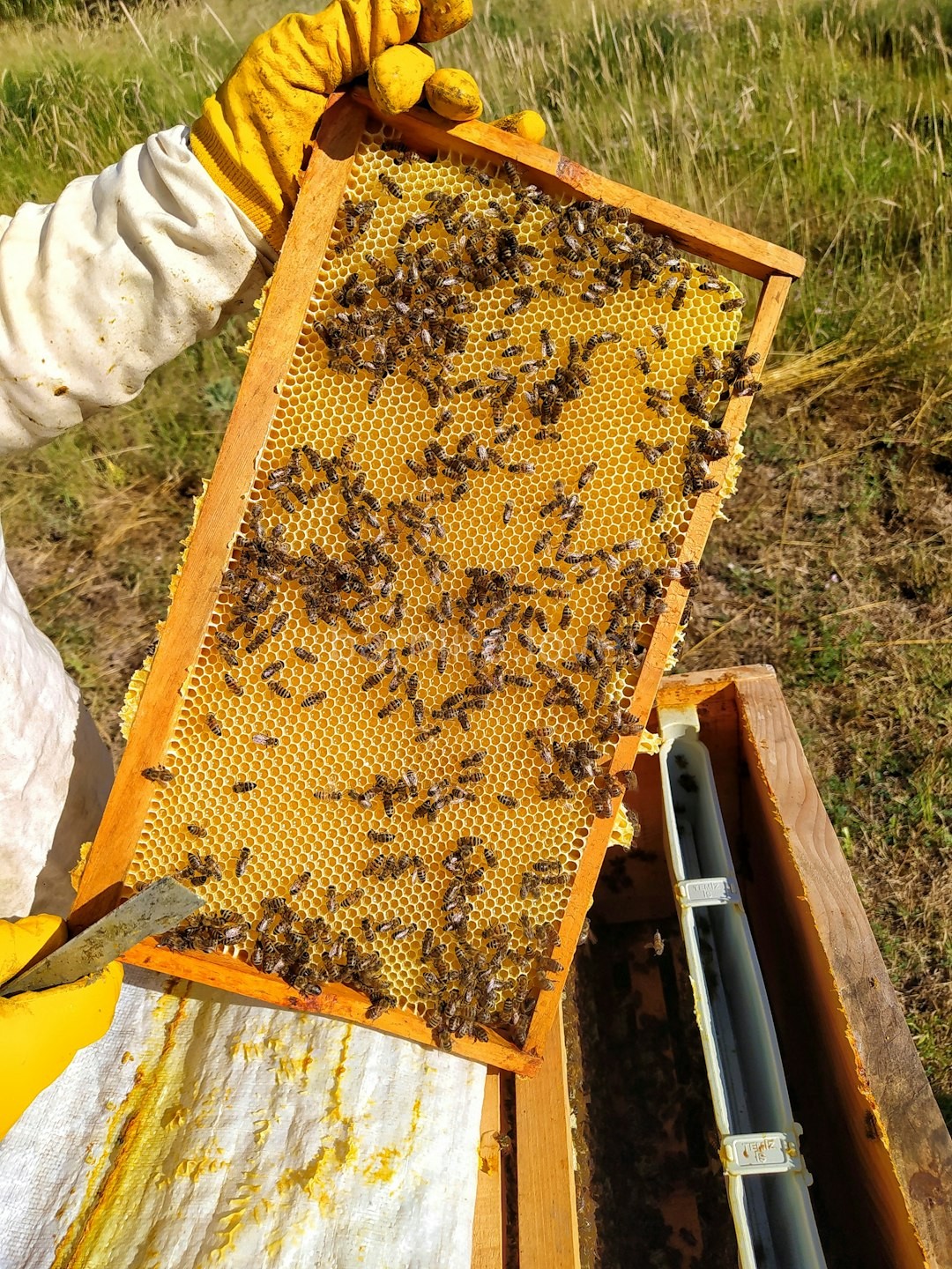 Artisanal Honey