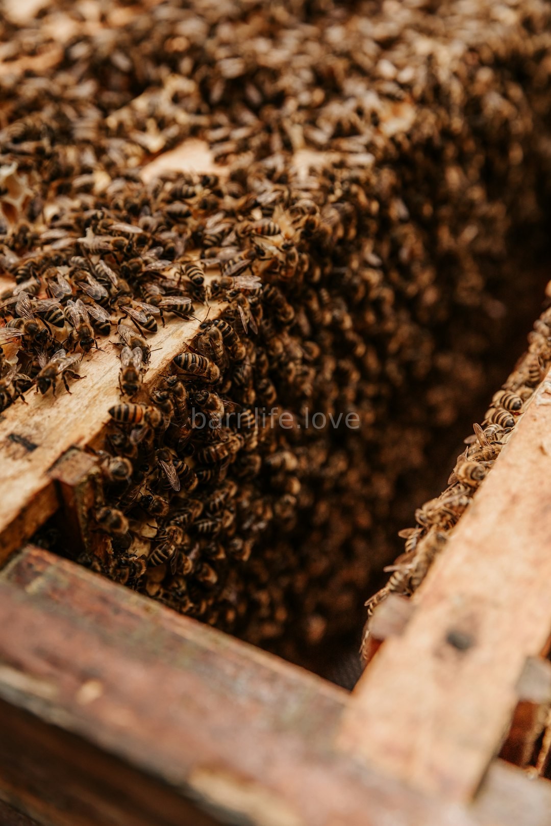 Honey Flow