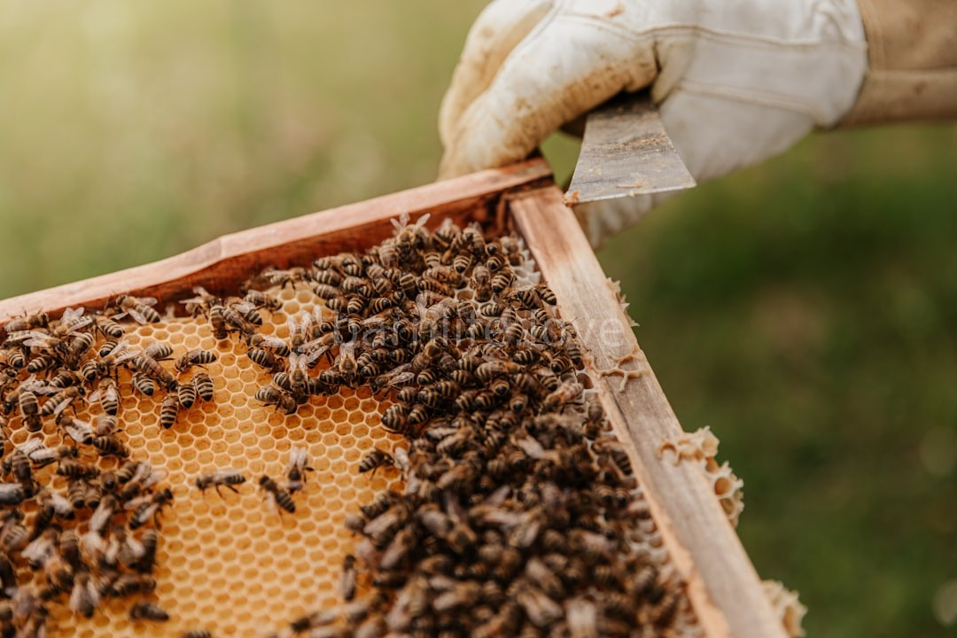 Honey Harvest