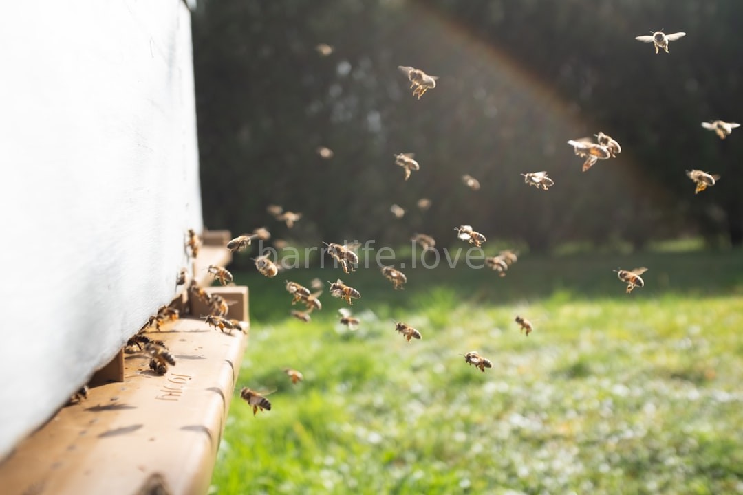 Beekeeping Heritage