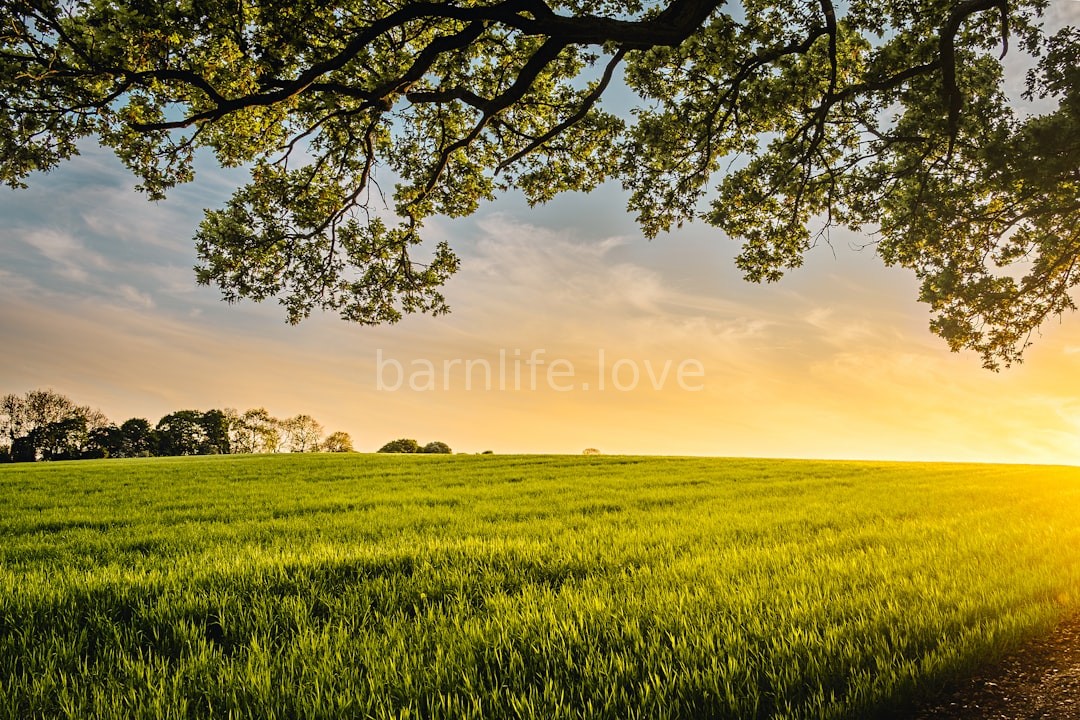 Farm Landscape